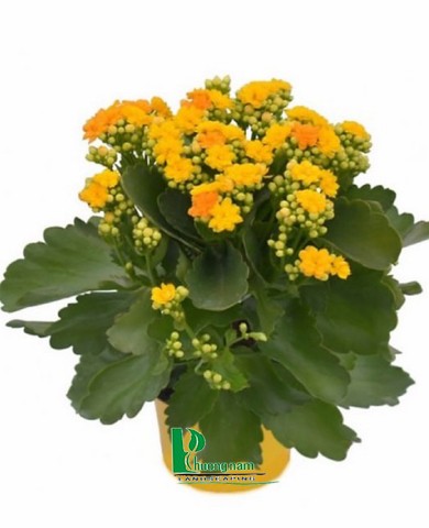 Cây sống đời 93