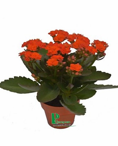 Cây sống đời 95