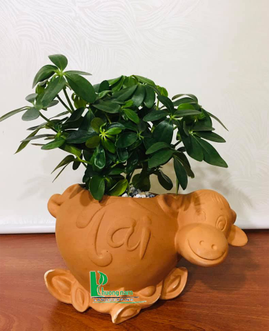 Chậu cây ngũ gia bì 1