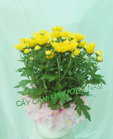 Cúc Đà Lạt