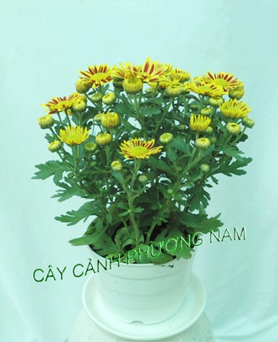 Cúc Đà Lạt