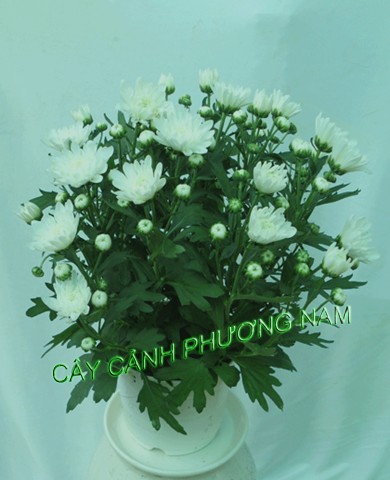 Cúc Đà Lạt