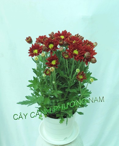 Cúc Đà Lạt