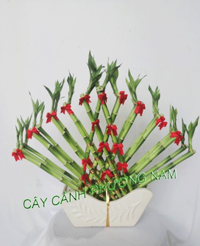 Trang trí nhà chật hẹp bằng cây cảnh Trang trí nhà chật hẹp bằng cây cảnh