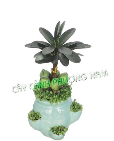 Cây May Mắn
