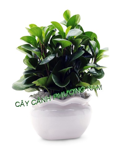 Cây Trường Sinh