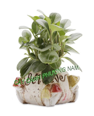 Cây Trường Sinh