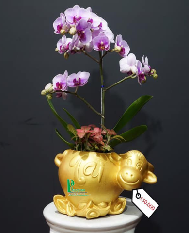 Chậu trâu kéo hoa lan 092
