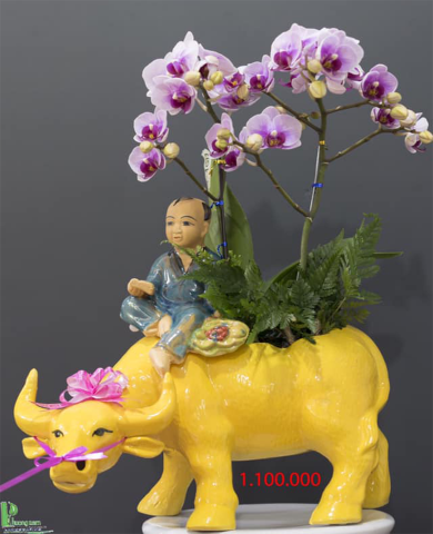 Chậu trâu kéo hoa lan 082