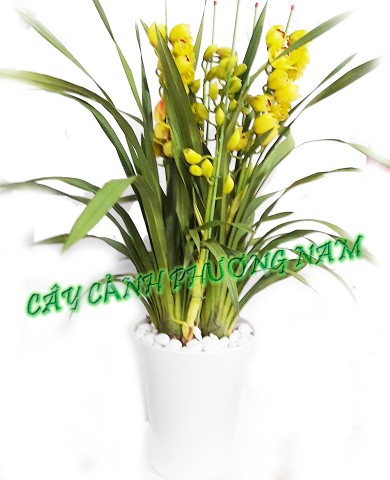 Chậu cây Địa Lan