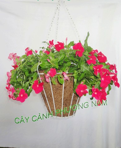 Dạ Yên Thảo