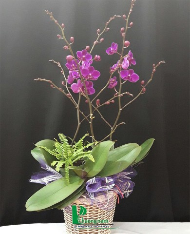Chậu lan hồ điệp 