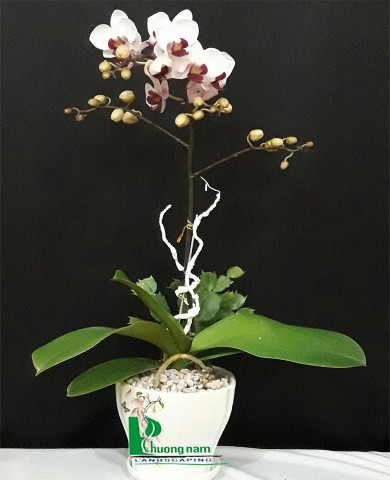 Chậu lan hồ điệp 