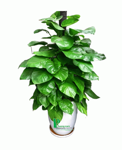 Cây trầu bà 01