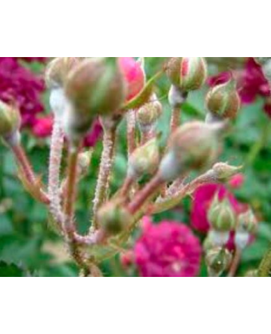Bệnh phấn trắng cây hoa hồng Bệnh phấn trắng cây hoa hồng