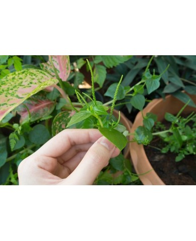 Trang trí góc làm việc bằng cây xanh Trang trí góc làm việc bằng cây xanh