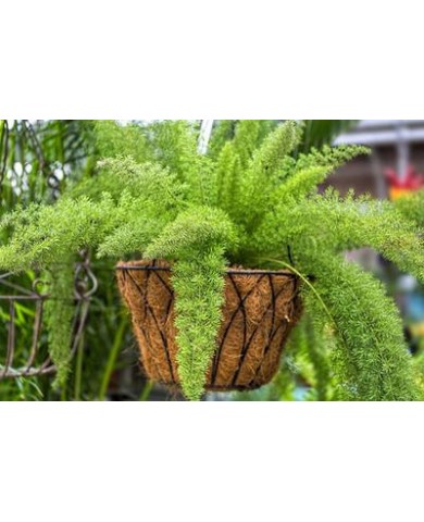Trồng trong nhà và giải pháp Trồng trong nhà và giải pháp