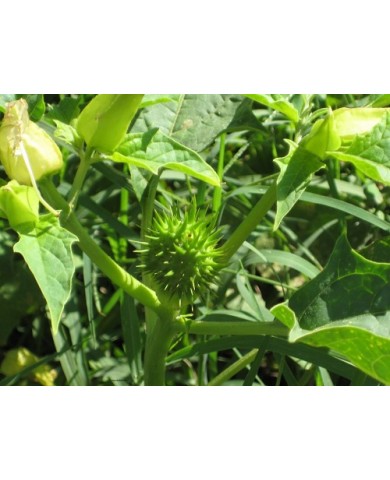 Thực vật và cơ chế tự bảo vệ Thực vật và cơ chế tự bảo vệ