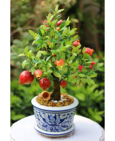 Trồng lựu trĩu quả, cho nhà thêm xinh Trồng lựu trĩu quả, cho nhà thêm xinh