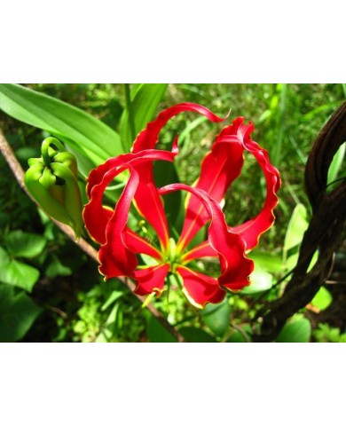 Ngót nghẻo - loài hoa đẹp nhưng cực độc ở Việt Nam Ngót nghẻo - loài hoa đẹp nhưng cực độc ở Việt Nam