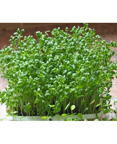 Trồng rau mầm bằng khăn giấy cực đơn giản và độc đáo Trồng rau mầm bằng khăn giấy cực đơn giản và độc đáo