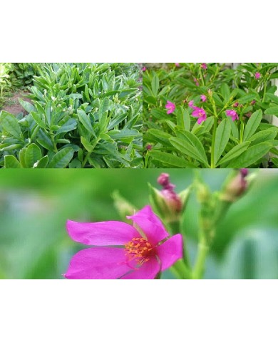 Cây sâm đất Cây sâm đất