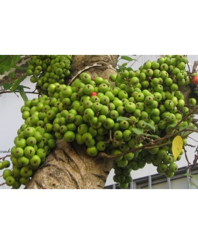 Trồng và chăm sóc để cây sung cảnh Trồng và chăm sóc để cây sung cảnh