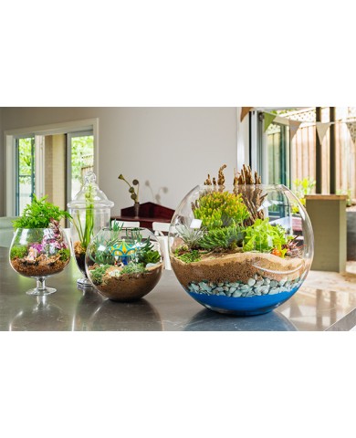 Trồng cây trong chậu thủy tinh Trồng cây trong chậu thủy tinh