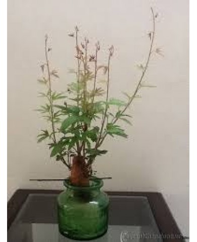 Trồng khoai lang làm cảnh Trồng khoai lang làm cảnh