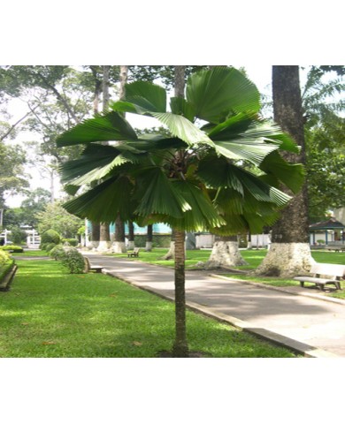 Những ngày nắng nóng và biện pháp chăm sóc cây cảnh Những ngày nắng nóng và biện pháp chăm sóc cây cảnh