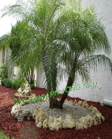 Trồng cây cau lùn hút tài lộc vào nhà Trồng cây cau lùn hút tài lộc vào nhà