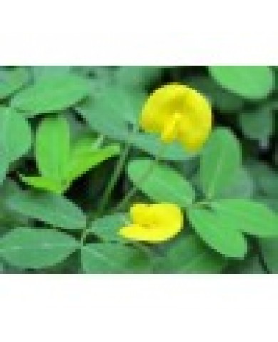 Cỏ nền Cỏ nền