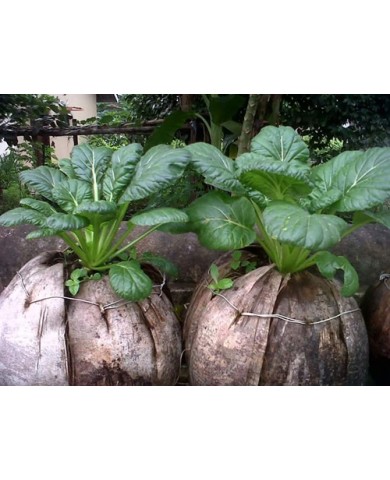 Vườn cây cảnh xanh um trồng trong vỏ dừa Vườn cây cảnh xanh um trồng trong vỏ dừa