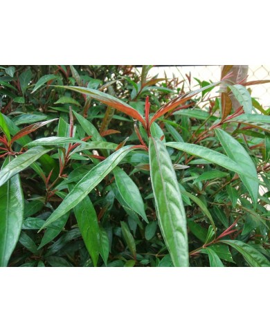 Trồng cây Hoàn Ngọc làm thuốc tại nhà Trồng cây Hoàn Ngọc làm thuốc tại nhà