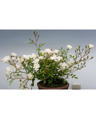Trồng cây hoa hồng bonsai độc, lạ, thu tiền triệu mỗi cây Trồng cây hoa hồng bonsai độc, lạ, thu tiền triệu mỗi cây