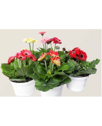 Trồng và chăm sóc hoa cúc đồng tiền Trồng và chăm sóc hoa cúc đồng tiền