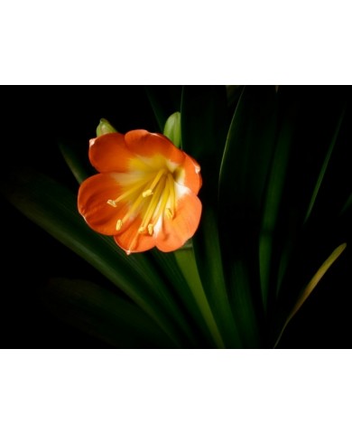 Trồng hoa phong lan quyến rũ và nồng nàn Trồng hoa phong lan quyến rũ và nồng nàn