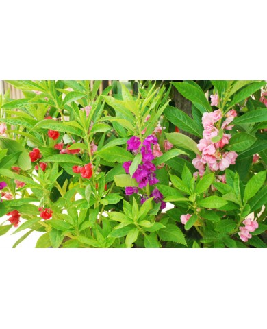 Hoa móng tay - Loài hoa dân dã nhưng rực rỡ sắc màu Hoa móng tay - Loài hoa dân dã nhưng rực rỡ sắc màu