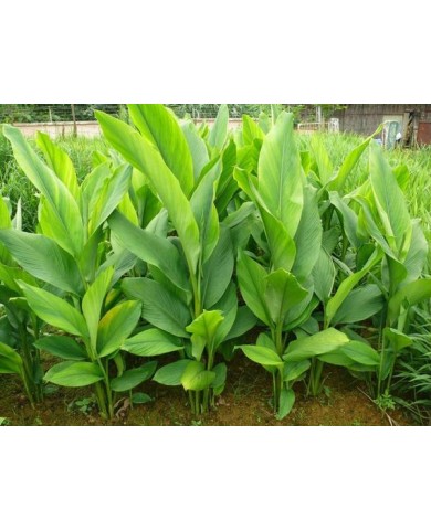 Trồng nghệ tây tại nhà, vừa ăn vừa làm thuốc cực hay Trồng nghệ tây tại nhà, vừa ăn vừa làm thuốc cực hay