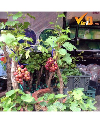 Vài triệu đồng 1 cây nho cảnh chơi Tết Vài triệu đồng 1 cây nho cảnh chơi Tết