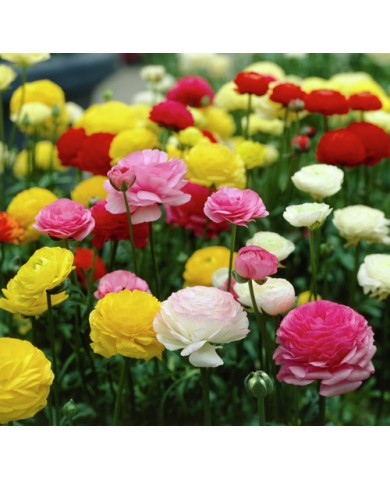 Trồng hoa Mao lương mang vẻ đẹp tròn đầy, thịnh vượng Trồng hoa Mao lương mang vẻ đẹp tròn đầy, thịnh vượng