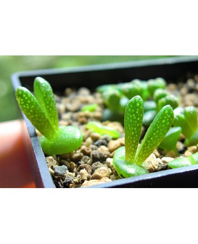 Trồng sen đá tai thỏ cực đáng yêu cho cô nàng nữ tính Trồng sen đá tai thỏ cực đáng yêu cho cô nàng nữ tính