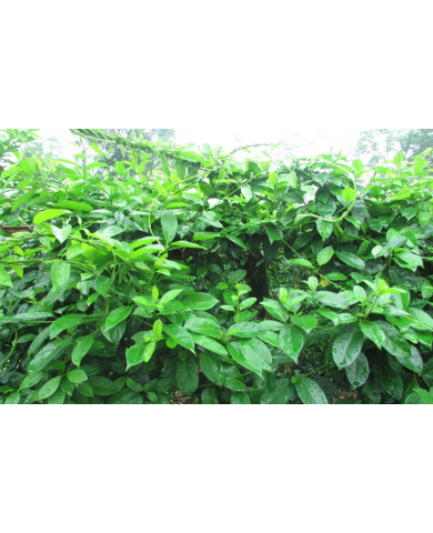 Trồng thìa canh đơn giản nhưng công dụng cực nhiều Trồng thìa canh đơn giản nhưng công dụng cực nhiều
