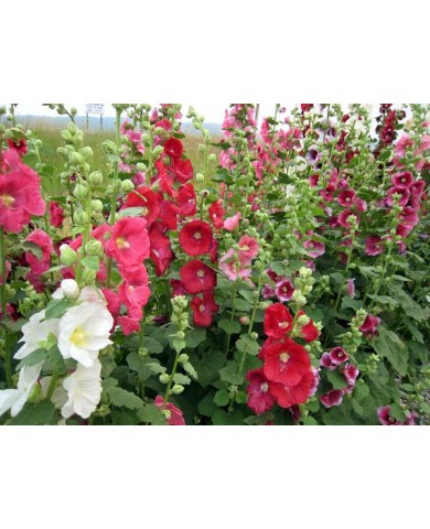 Trồng cây Thục quỳ và những công dụng chữa bệnh cực quý Trồng cây Thục quỳ và những công dụng chữa bệnh cực quý