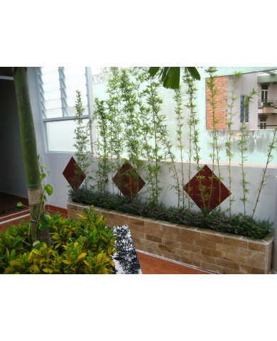 Trúc Quân tư - Loài trúc kiểng cực đẹp đem lại may mắn Trúc Quân tư - Loài trúc kiểng cực đẹp đem lại may mắn