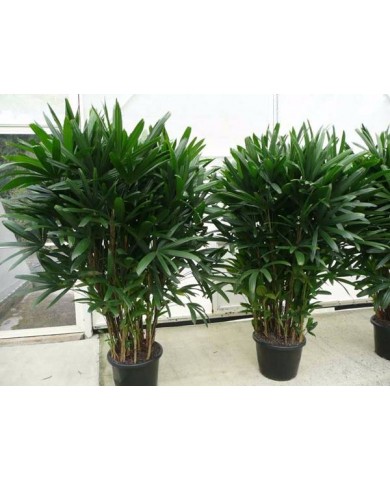Trúc Mây - Loài cây hút tài lộc cho gia chủ Trúc Mây - Loài cây hút tài lộc cho gia chủ