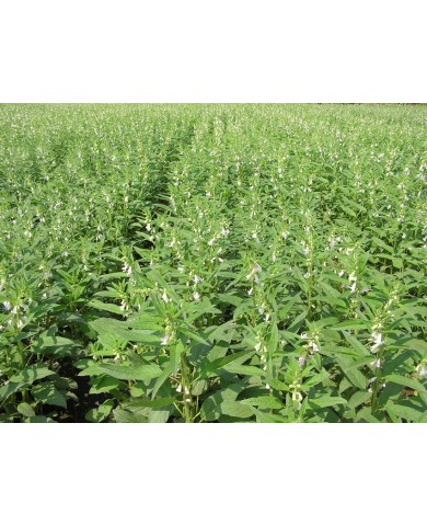 Trồng cây vừng - vừa ăn ngon vừa làm thảo dược Trồng cây vừng - vừa ăn ngon vừa làm thảo dược