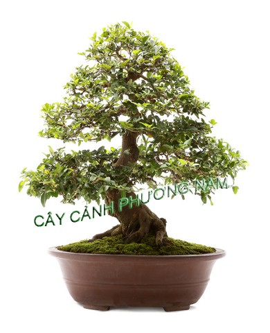 Kỹ thuật bón phân cho cây, hoa cảnh Kỹ thuật bón phân cho cây, hoa cảnh
