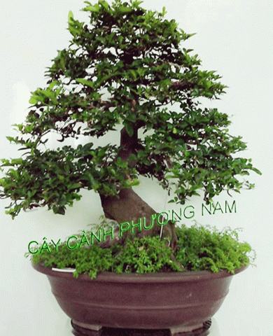 Cho thuê cây cảnh Cho thuê cây cảnh