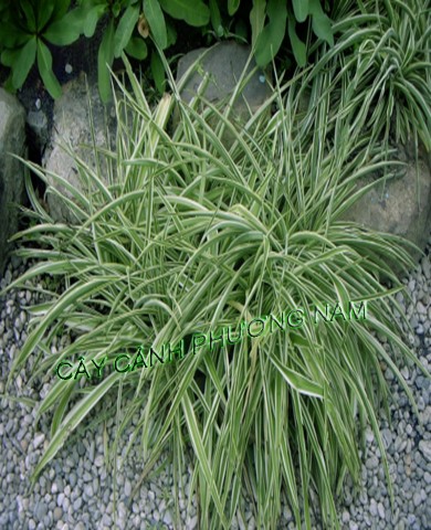 Cỏ Cao Cẳng